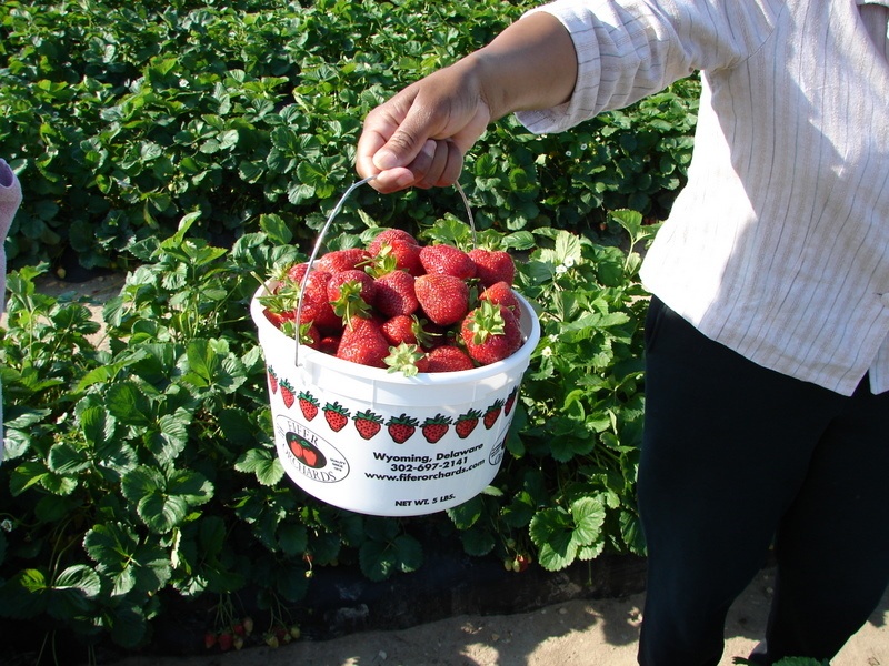 Delaware strawberry picking