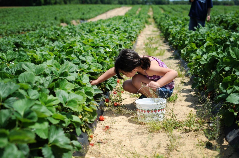 girl picking strawberries