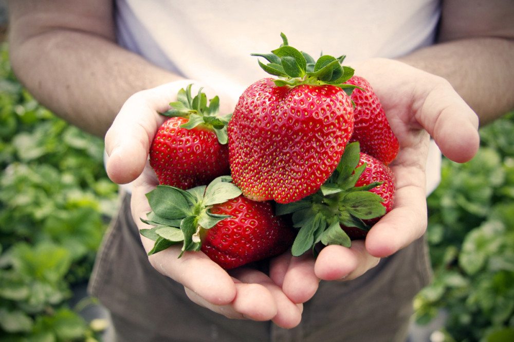 Strawberry Festival | Fifer Orchards