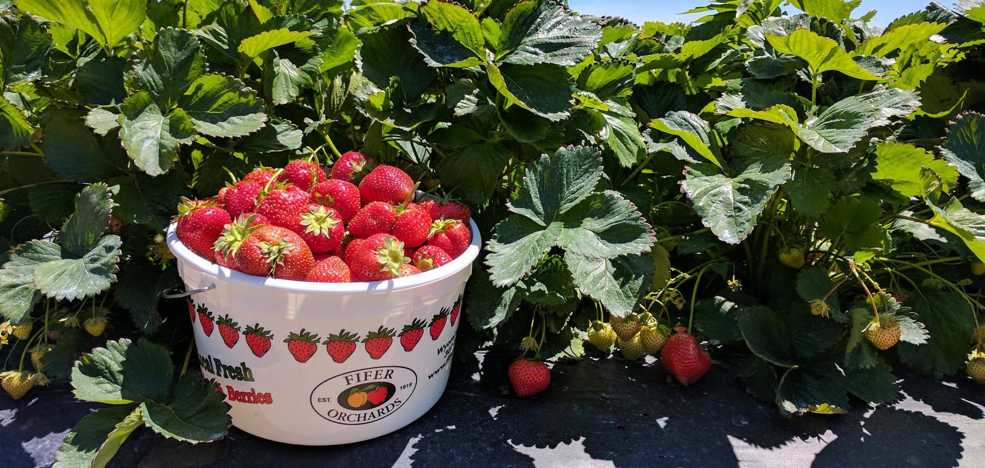 u-pick-strawberry-bucket