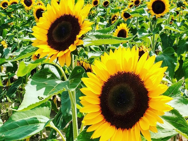 U-Pick-Sunflowers-3-600-450-75q