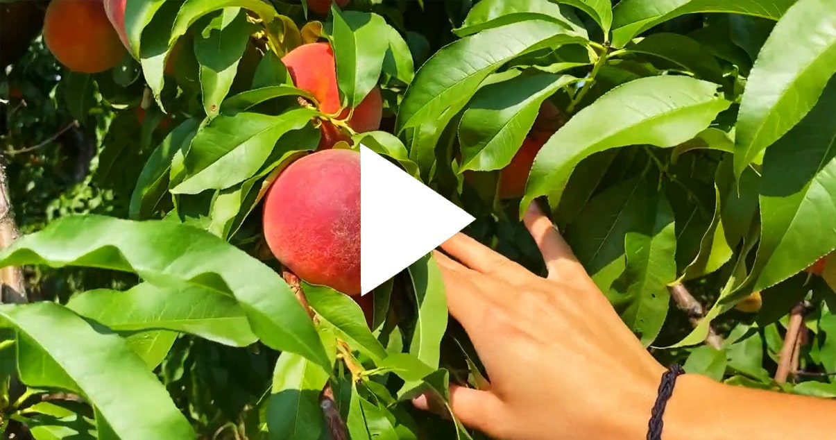 How-to-Pick-Peaches-Thumbnail
